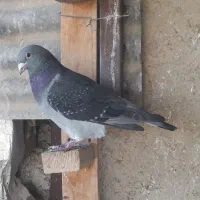 کبوتر مسافتی|پرنده|شیراز, شاهچراغ|دیوار