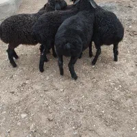 گوسفند بره ماده و نر|حیوانات مزرعه|بشاریات, |دیوار