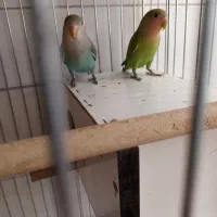 کوتوله|پرنده|شیراز, شیخ علی چوپان|دیوار