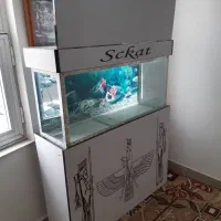 آکواریوم|ماهی|اردبیل, |دیوار