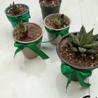 انواع گل بمناسبت روز مادر|گل و گیاه طبیعی|میبد, |دیوار