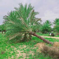 سال نو مبارک  پالم سال جدید|خدمات باغبانی و درختکاری|کرج, جهان‌شهر|دیوار