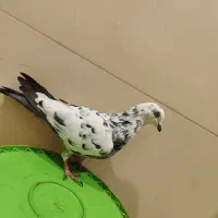 کفتر سوسک دورگ گرفتنی|پرنده|شاهرود, |دیوار