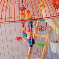 عروس هلندی زیبا سالم سر حال