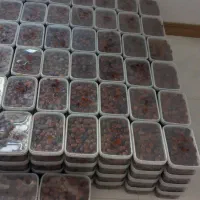 خرما خاصویی|خوردنی و آشامیدنی|شیراز, شهرک پرواز|دیوار