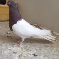 کله سرخ.کله الماسی.کله سیاه.سینه آبی