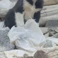 توله نر و لاس قدرجونی