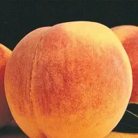 پیش فروش نهال هلو تابع (مازندرانی)|خدمات باغبانی و درختکاری|کوشکنار, |دیوار