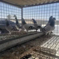 چند جفت نروماده خرقه کیپ وروس