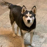 سگ هاسکی|سگ|گلپایگان, |دیوار