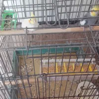 طوطی عروس هلندی|پرنده|آمل, |دیوار