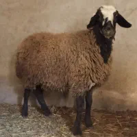 بره ماده شالی|حیوانات مزرعه|اسفرورین, |دیوار