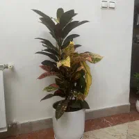 گل طبیعی کورتون سایز بزرگ