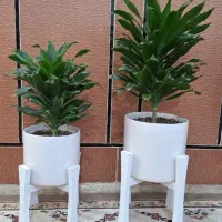 گل های آپارتمانی