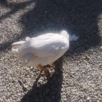 غاز محلی ارگانیک|حیوانات مزرعه|الیگودرز, |دیوار