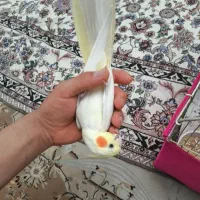 یک جفت عروسِ هلندی دستی