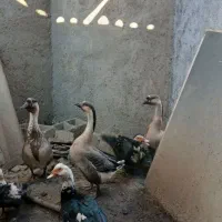 قوغاز|حیوانات مزرعه|کرباسک, |دیوار