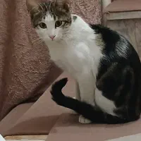 واگذاری گربه|گربه|مشهد, انقلاب|دیوار