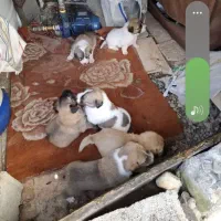 توله واگذاری تمیز سلامت کامل