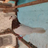 طوقی ماده کلاه دار