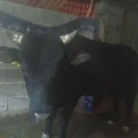 ورزا دورگ پرواری گاورنر