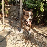 سگ پیتبول نر اصیل