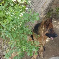 سگ ژرمن سن 4به5