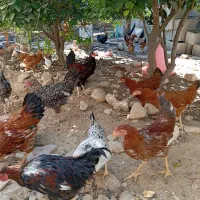 تعداد مرغ محلی فروشی|حیوانات مزرعه|کنار تخته و کمار, |دیوار