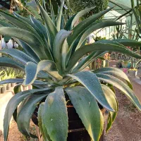 گل آگاو لاله ای سایز بزرگ|گل و گیاه طبیعی|بیستون, |دیوار