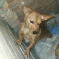 سگ پا کوتاه نر|سگ|دلند, |دیوار