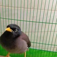 پرنده|پرنده|اردکان, |دیوار