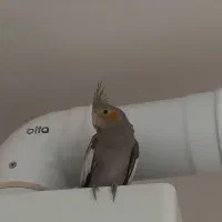 ۳عدد عروس هلندی|پرنده|گرمی, |دیوار