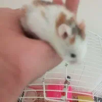 همستر|موش و خرگوش|کرمانشاه, |دیوار