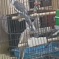 تعدادی عروس هلندی