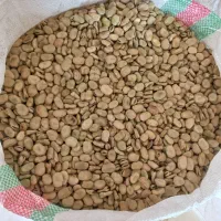 باقلای خشک|خوردنی و آشامیدنی|نوکنده, |دیوار