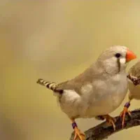 فروش سه عدد فنچ بالغ|پرنده|رشت, جماران|دیوار