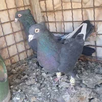 کبوتر قاراسیاه