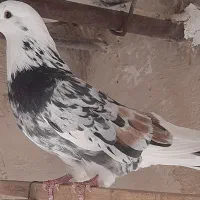 کبوترسرور|پرنده|تفرش, |دیوار