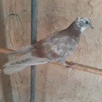 کبوتر|پرنده|قم, نخودی|دیوار