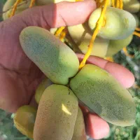 نهال مجول مراکشی . پاجوش اصل فروش تعداد.