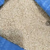 برنج نیمدانه شمالی