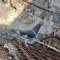 یه جفت کبوتر