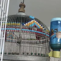 قفس گرد