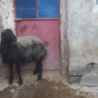 نژاد یک ساله بران|حیوانات مزرعه|سقز, |دیوار