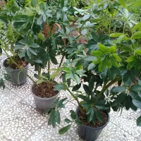 گل شفلرا سبز|گل و گیاه طبیعی|رشت, توشیبا|دیوار