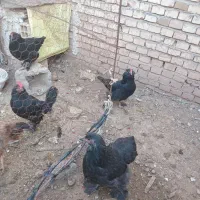 فریح برهما ومرند قره سی