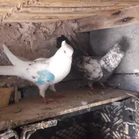 کفتر پرشی|پرنده|میناب, |دیوار