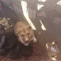 دوعددتوله به فروش میرسه به دلیل نداشتن مکان|سگ|سبزوار, رباط|دیوار