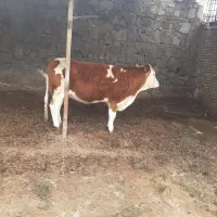 تلیسه سمینتال اصل قرمز