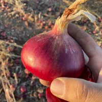 پیاز قرمز